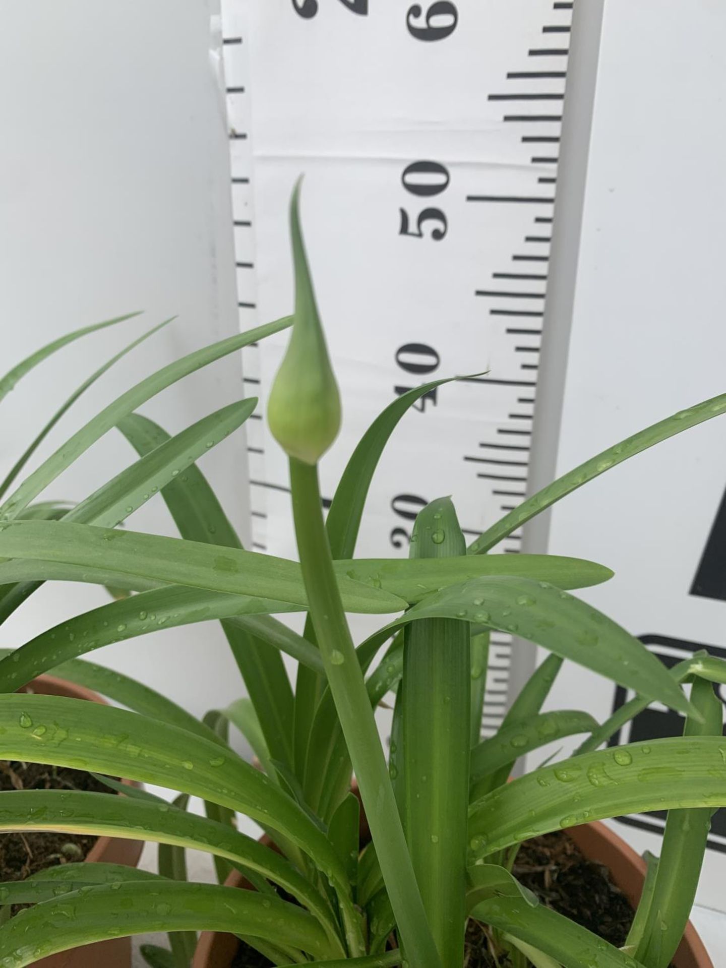 TWO AGAPANTHUS 'EVER SAPPHIRE' IN 4 LTR POTS APPROX 50CM IN HEIGHT PLUS VAT TO BE SOLD FOR THE TWO - Image 3 of 3