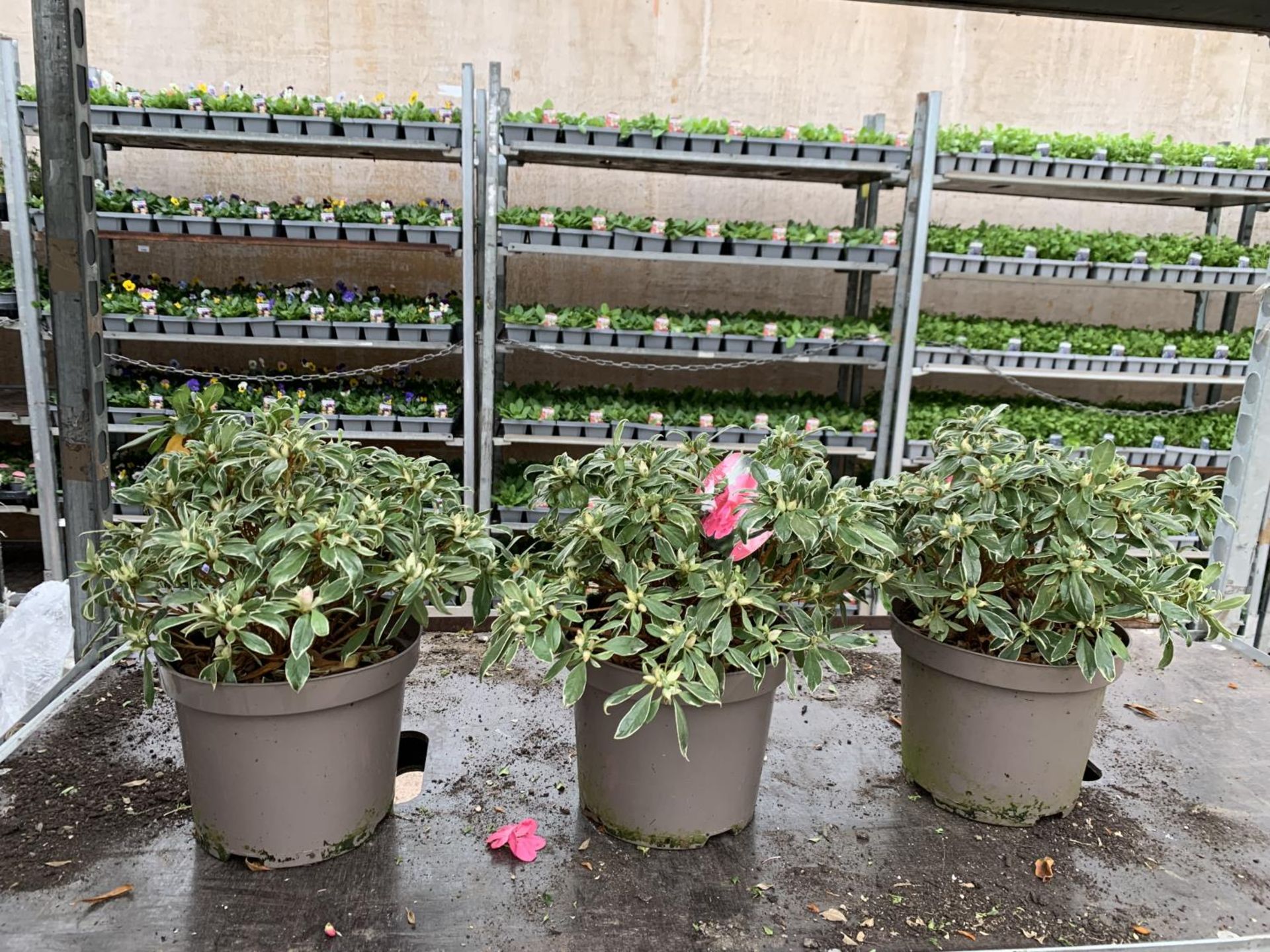THREE AZALEA JAPONICA SILVER QUEEN VARIEGATA TO BE SOLD FOR THE THREE PLUS VAT - Image 2 of 5