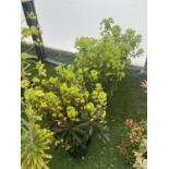 FIVE EUPHORBIA PURPUREA 60CM TALL TO BE SOLD FOR THE FIVE PLUS VAT