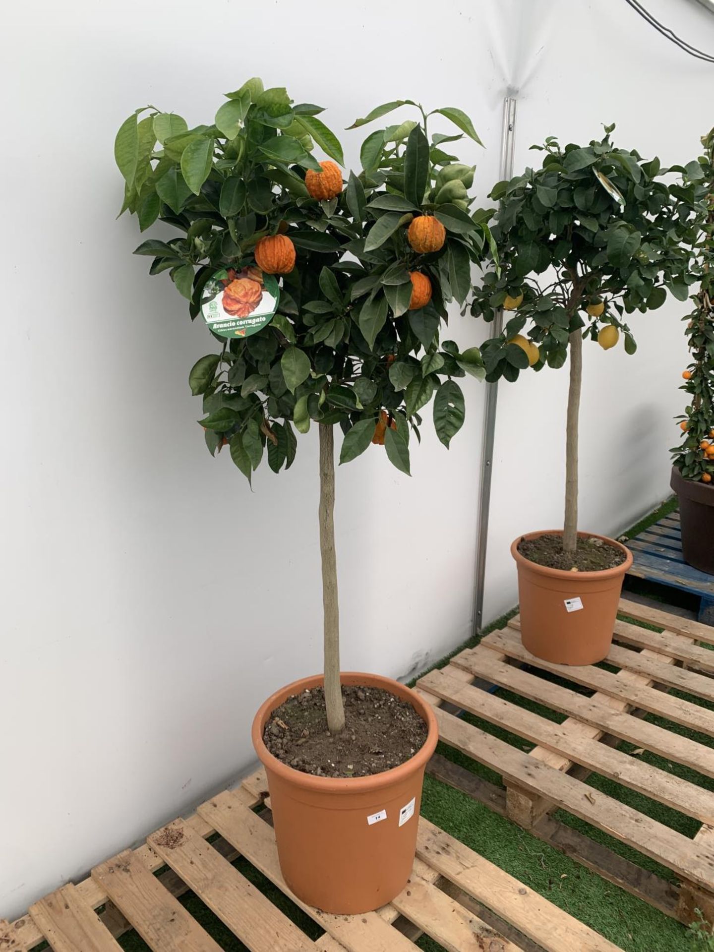 ONE ARANCIO CORRUGATO RARE CITRUS ORANGE FRUIT TREE WITH FRUIT APPROX 150CM IN HEIGHT IN A 25LTR POT - Image 9 of 9