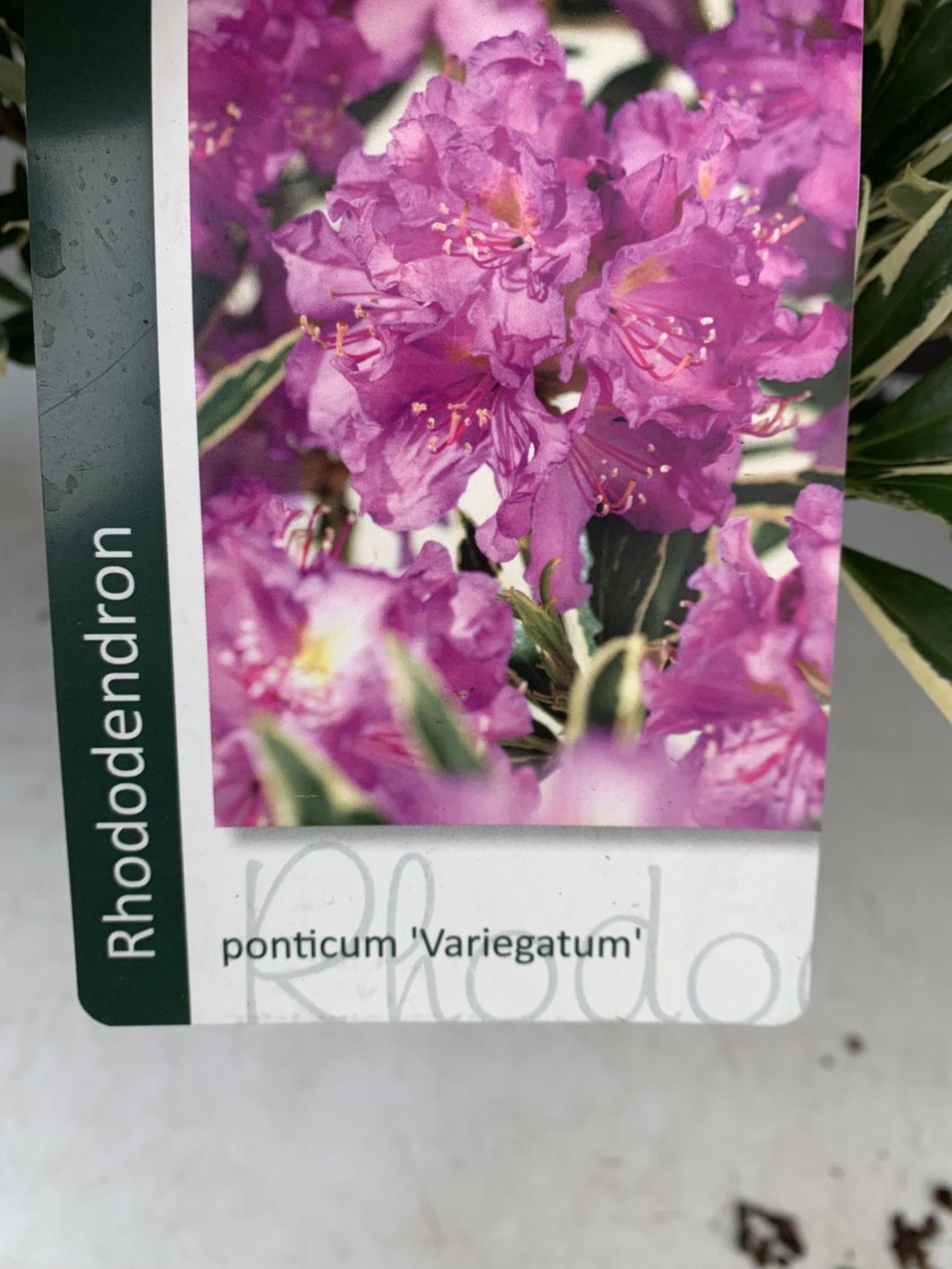 TWO RHODODENDRON CUNNINGHAM'S WHITE AND PONTICUM VARIGATUM IN 5 LTR POTS 70CM TALL PLUS VAT TO BE - Image 6 of 6