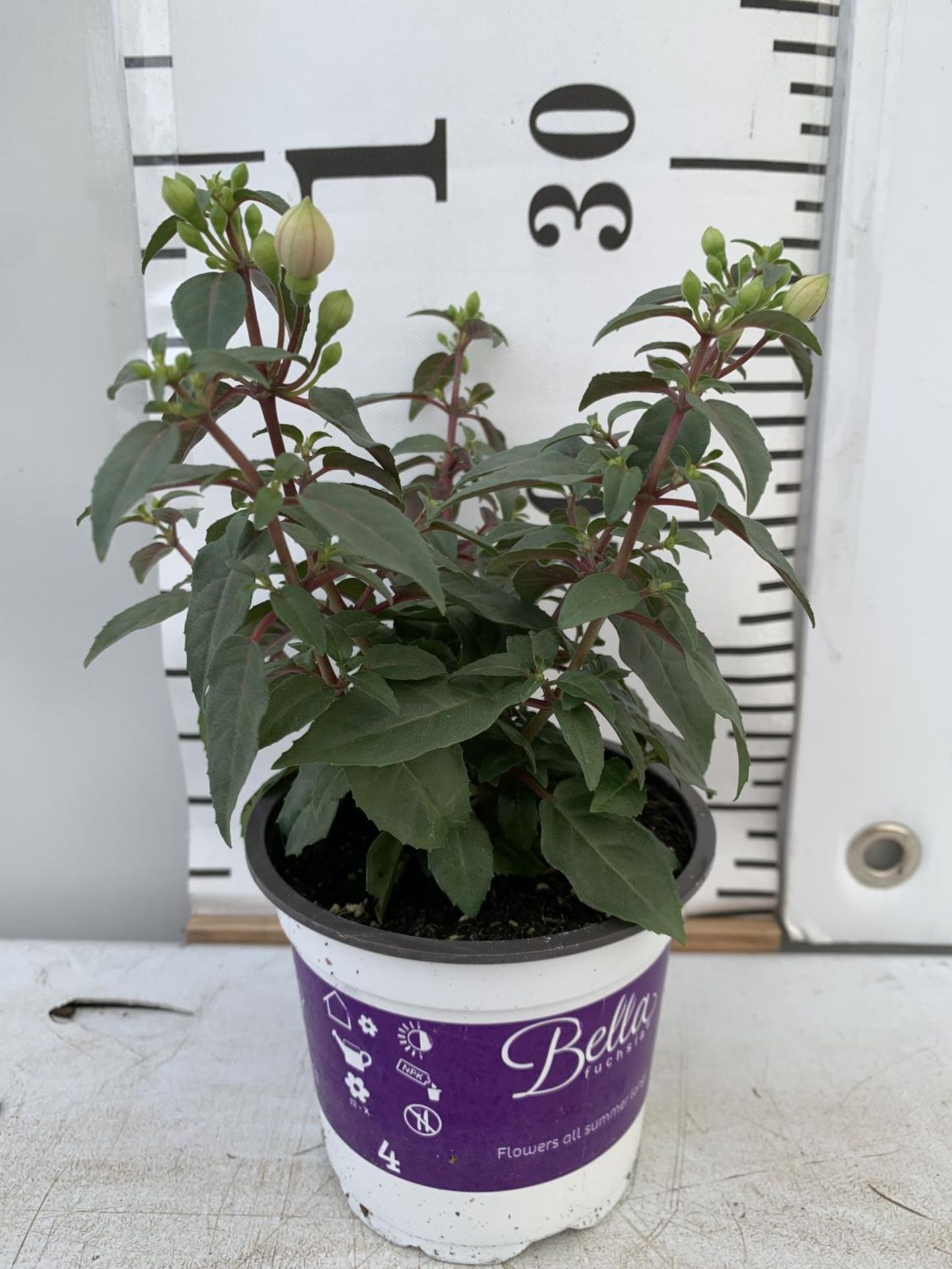 TWELVE FUCHSIA BELLA TRAILING PLANTS ON A TRAY IN P10 POTS PLUS VAT TO BE SOLD FOR THE TWELVE - Image 3 of 3