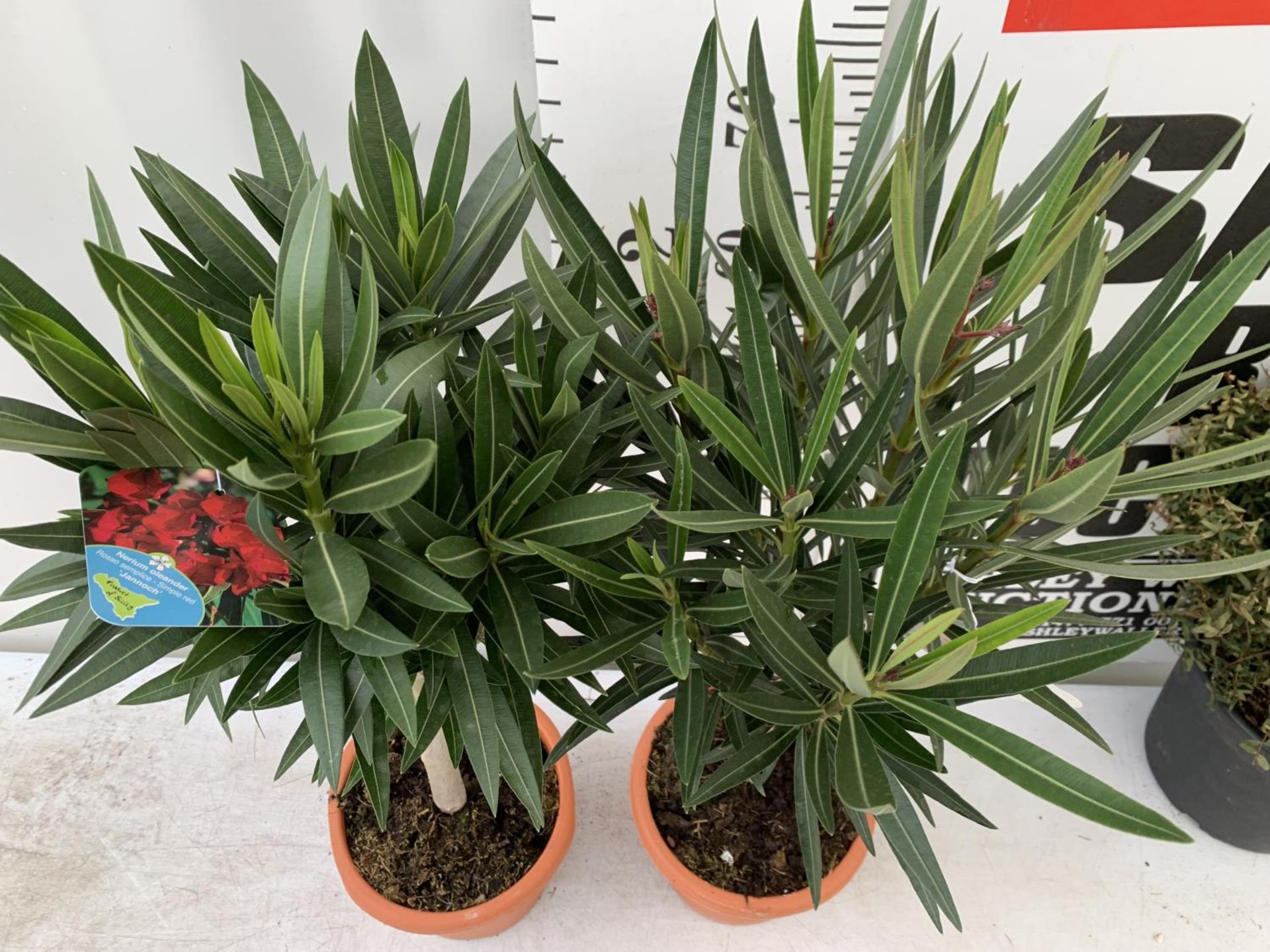 TWO OLEANDER STANDARD NERIUMS RED 'PAPA GAMBETTA' AND 'JANNOCH' IN 4 LTR POTS APPROX 90CM IN - Image 4 of 8