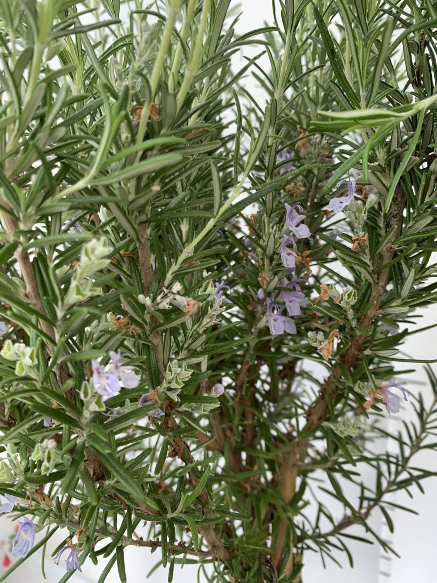 TWO ROSEMARY OFFICINALIS STANDARD TREES APPROX 110CM IN HEIGHT IN 3LTR POTS NO VAT TO BE SOLD FOR - Image 3 of 4