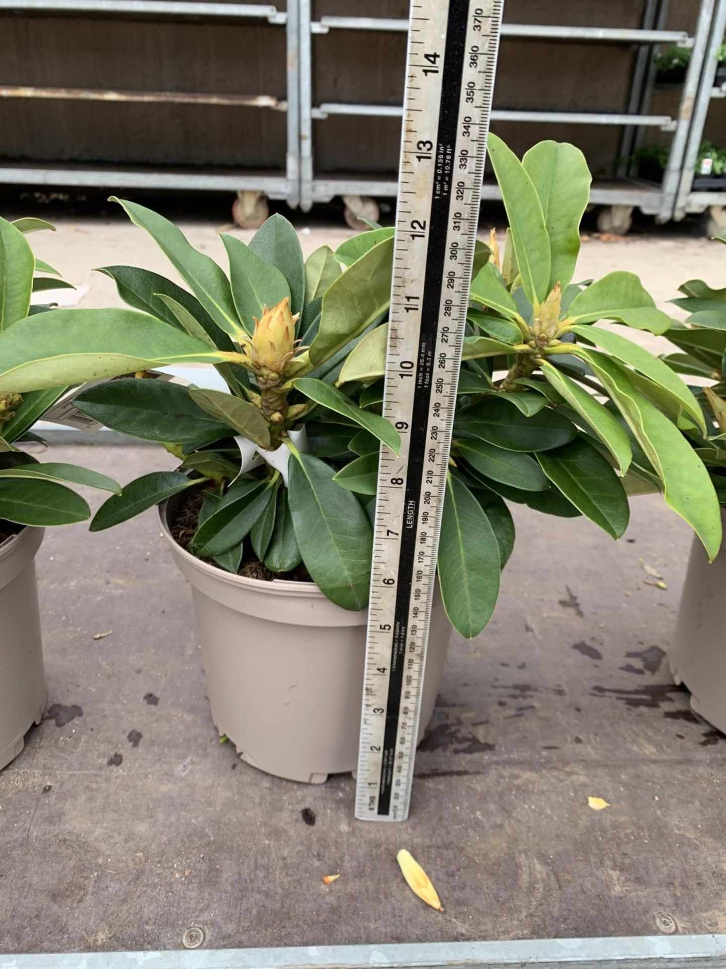 THREE RHODODENDRON GOLDEN TORCH IN 3 LTR POTS HEIGHT 30CM TO BE SOLD FOR THE THREE PLUS VAT - Image 5 of 5