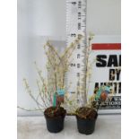 TWO CORNUS SANGUINEA 'MIDWINTER FIRE' IN 4 LTR POTS APPROX 90CM IN HEIGHT PLUS VAT TO BE SOLD FOR