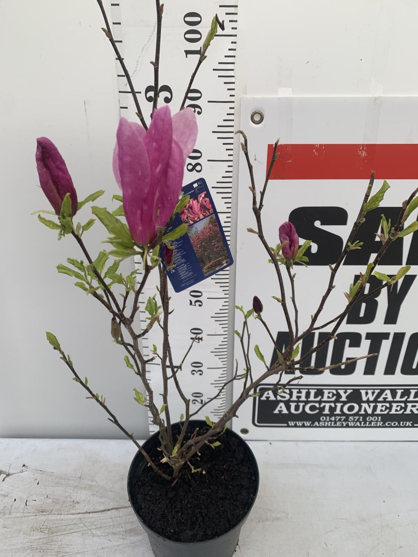 ONE MAGNOLIA 'SUSAN' DARK PINK IN A 7 LTR POT APPROX 120CM IN HEIGHT PLUS VAT - Image 2 of 5