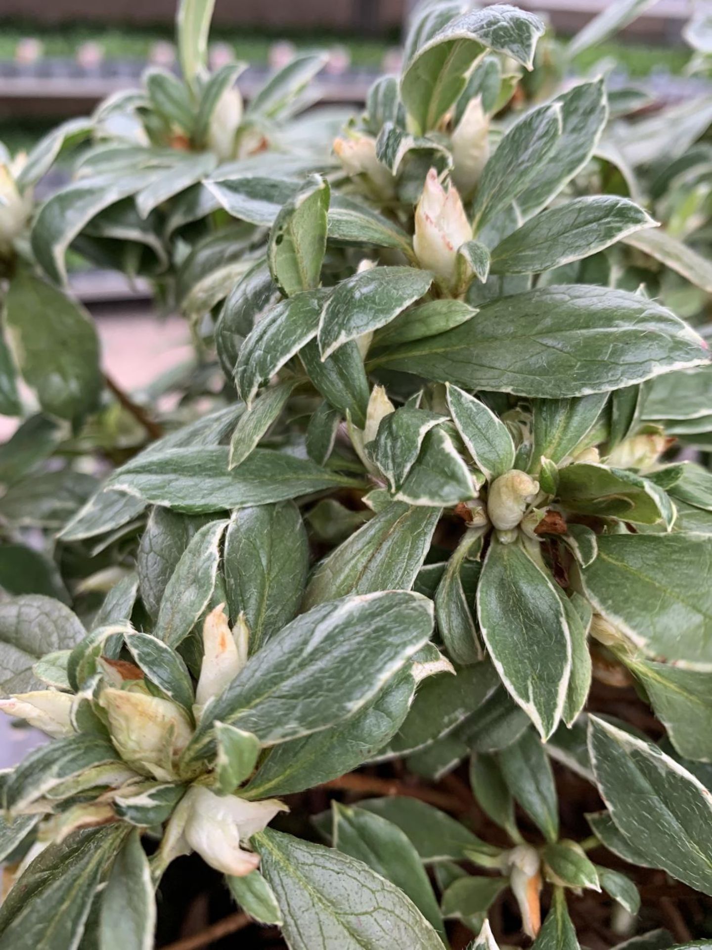 THREE AZALEA JAPONICA SILVER QUEEN VARIEGATA TO BE SOLD FOR THE THREE PLUS VAT - Image 5 of 5