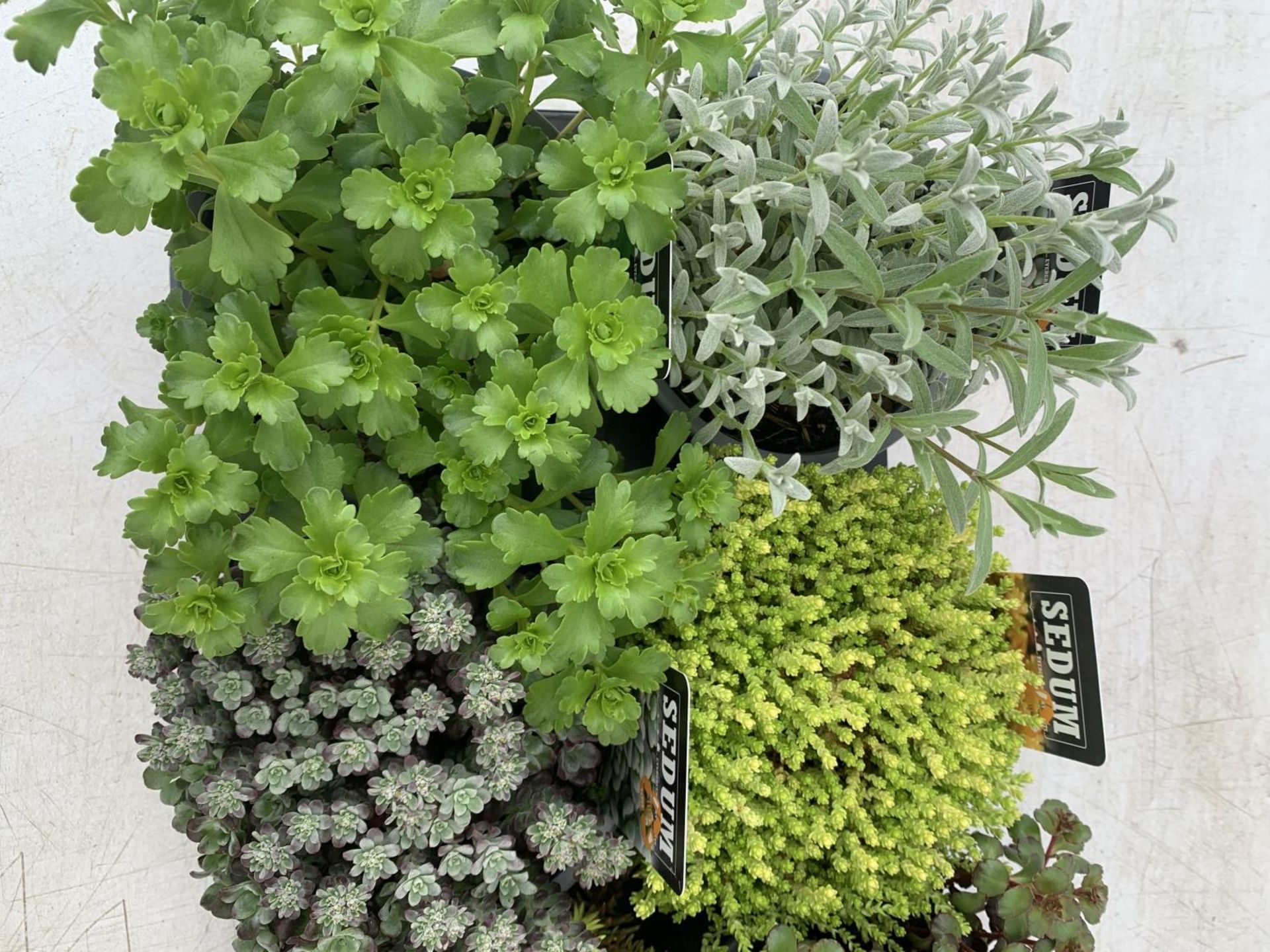 EIGHT MIXED EVERGREEN SEDUMS ON A TRAY IN P14 POTS PLUS VAT TO BE SOLD FOR THE EIGHT - Image 6 of 8