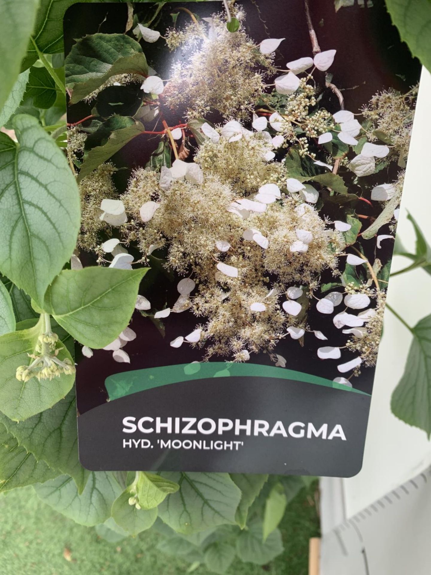 ONE SCHIZOPHRAGMA HYDRANGEOIDES WHITE 'MOONLIGHT' CLIMBING SHRUB OVER 140CM IN HEIGHT PLUS VAT IN - Image 5 of 7