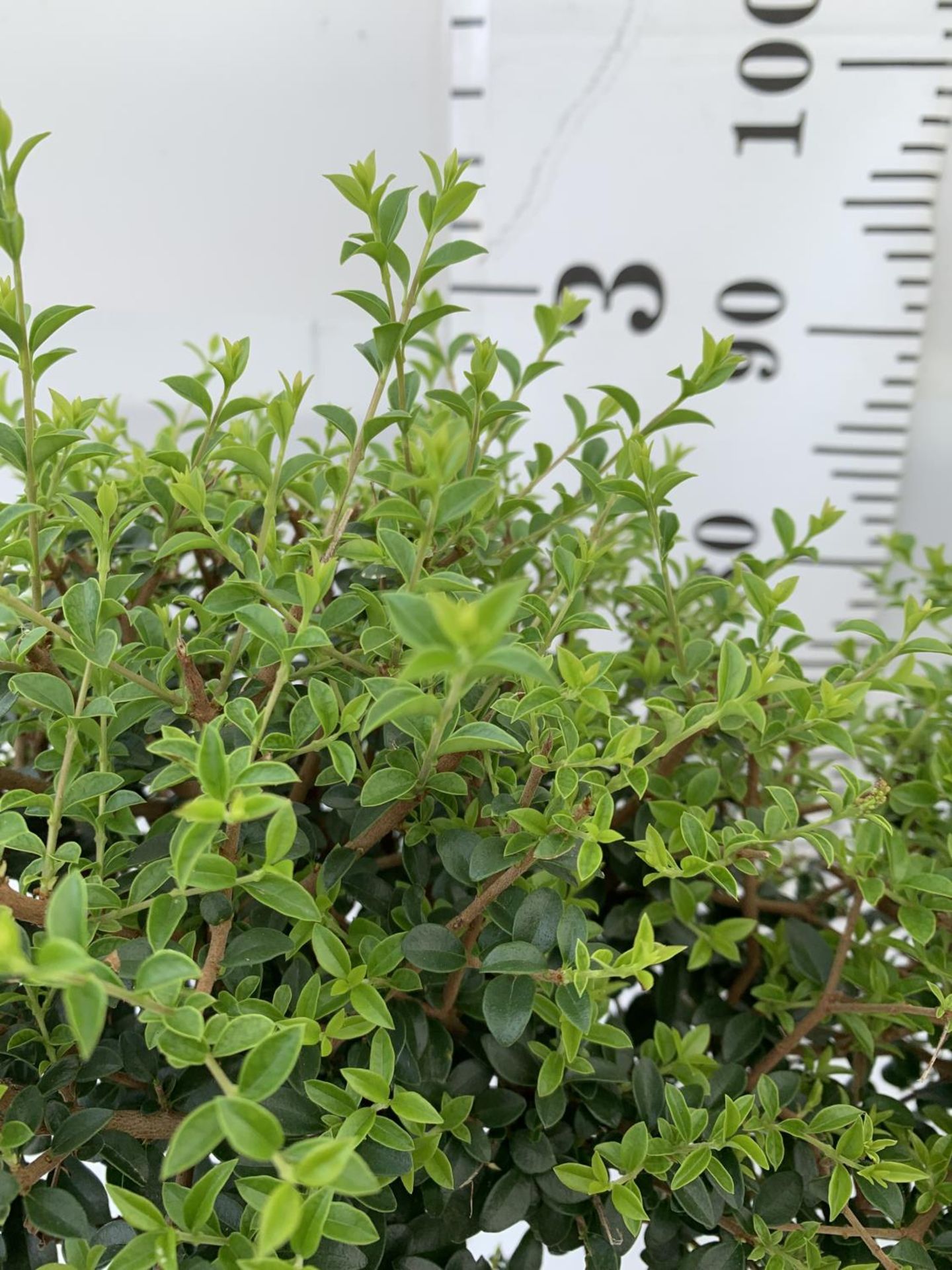 TWO LIGUSTRUM DELAVAYANUM STANDARD TREES APPROX 100CM IN HEIGHT IN 3LTR POTS PLUS VAT TO BE SOLD FOR - Image 3 of 4