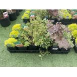 EIGHTEEN VARIOUS PERENNIALS TO INCLUDE SAXIFRAGA, LEWISIA, THYMUS, ANEMONE, HEUCHERA ETC TO BE