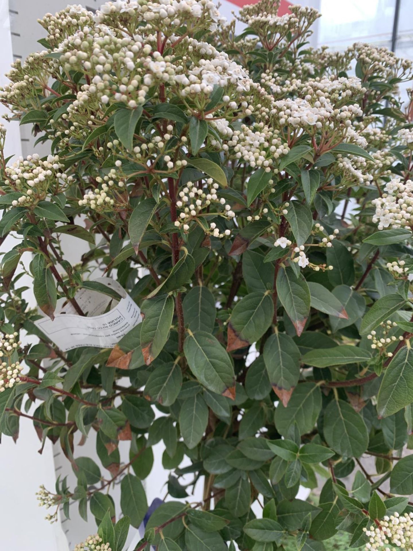ONE VIBURNUM TINUS STANDARD TREE 'EVE PRICE' APPROX 140CM IN HEIGHT IN A 10 LTR POT PLUS VAT - Image 4 of 7