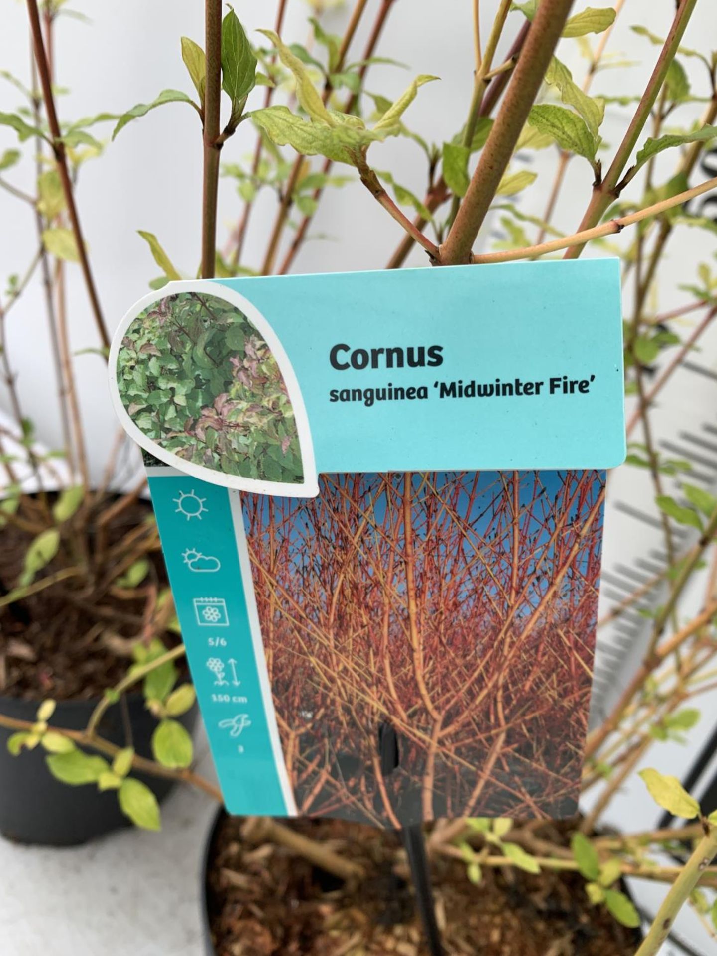 TWO CORNUS SANGUINEA 'MIDWINTER FIRE' IN 4 LTR POTS APPROX 90CM IN HEIGHT PLUS VAT TO BE SOLD FOR - Image 5 of 6