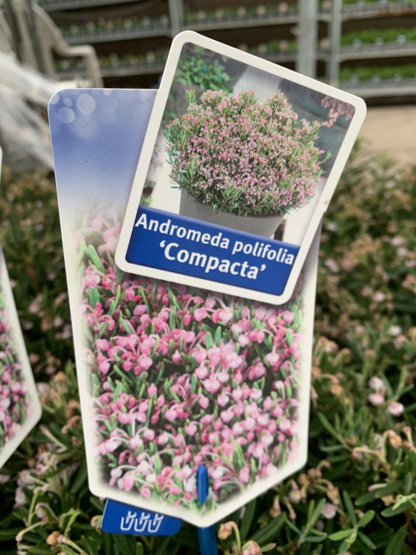 SIX POTS OF ANDROMEDA POLIFOLIA COMPACTA TO BE SOLD FOR THE SIX PLUS VAT - Image 5 of 5