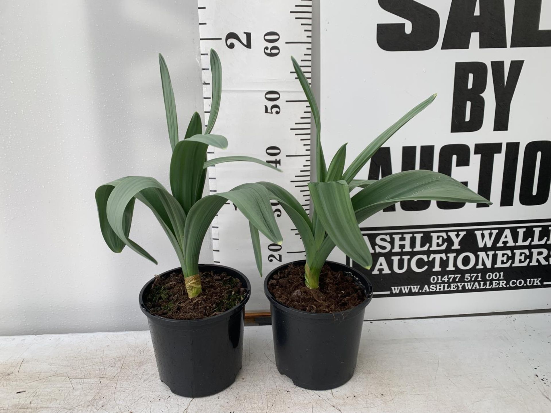 TWO ALLIUMS 'MOUNT EVEREST' IN A 3 LTR POT APPROX 60CM IN HEIGHT PLUS VAT TO BE SOLD FOR THE TWO