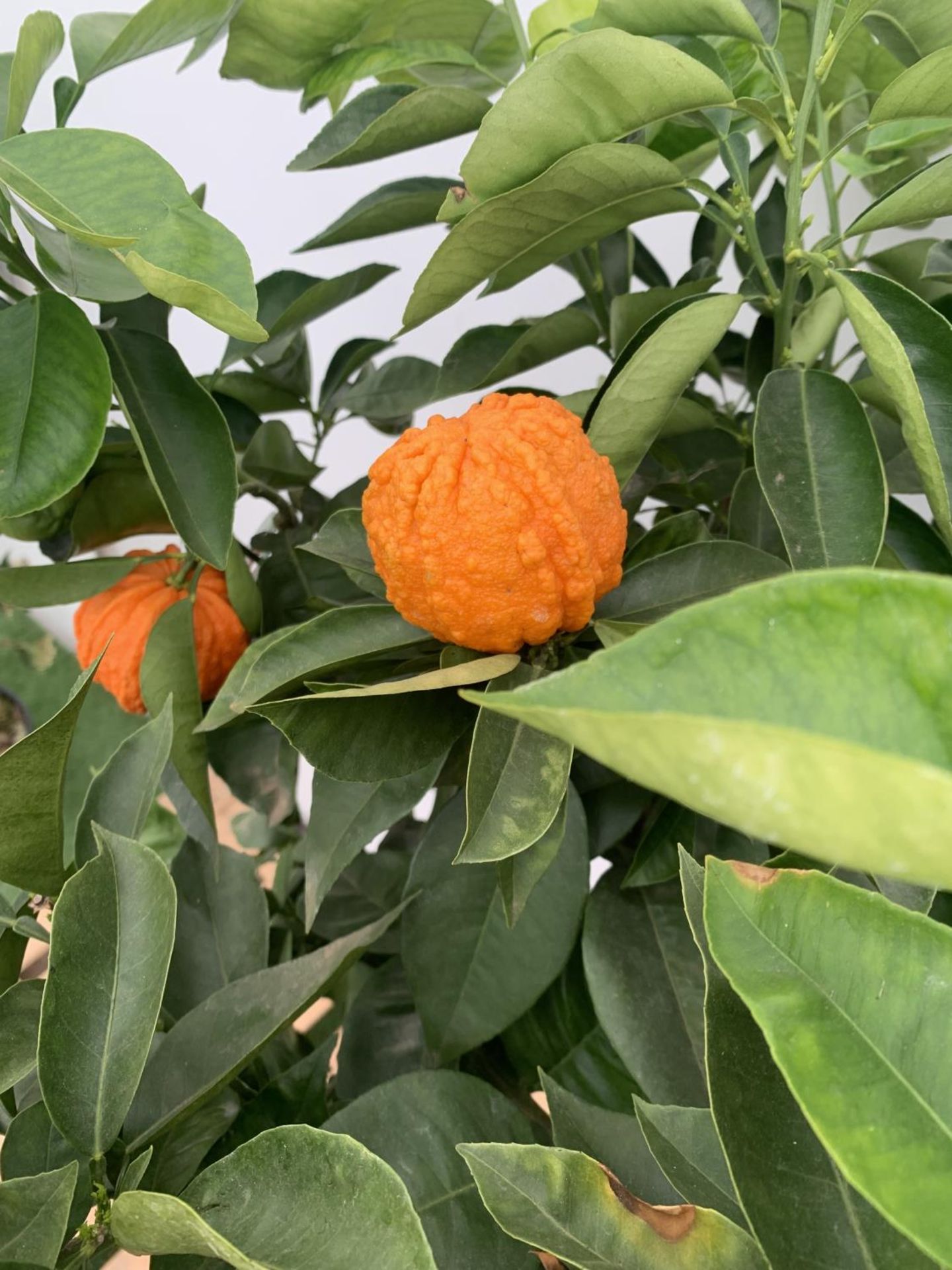 ONE ARANCIO CORRUGATO RARE CITRUS ORANGE FRUIT TREE WITH FRUIT APPROX 150CM IN HEIGHT IN A 25LTR POT - Image 8 of 9