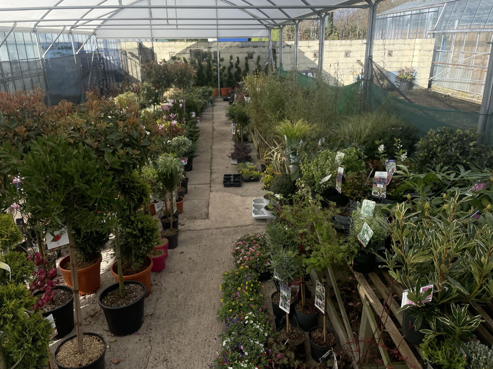 WELCOME TO ASHLEY WALLER HORTICULTURE AUCTION - LOTS ARE BEING ADDED DAILY - THE IMAGES SHOW LOTS - Image 4 of 29