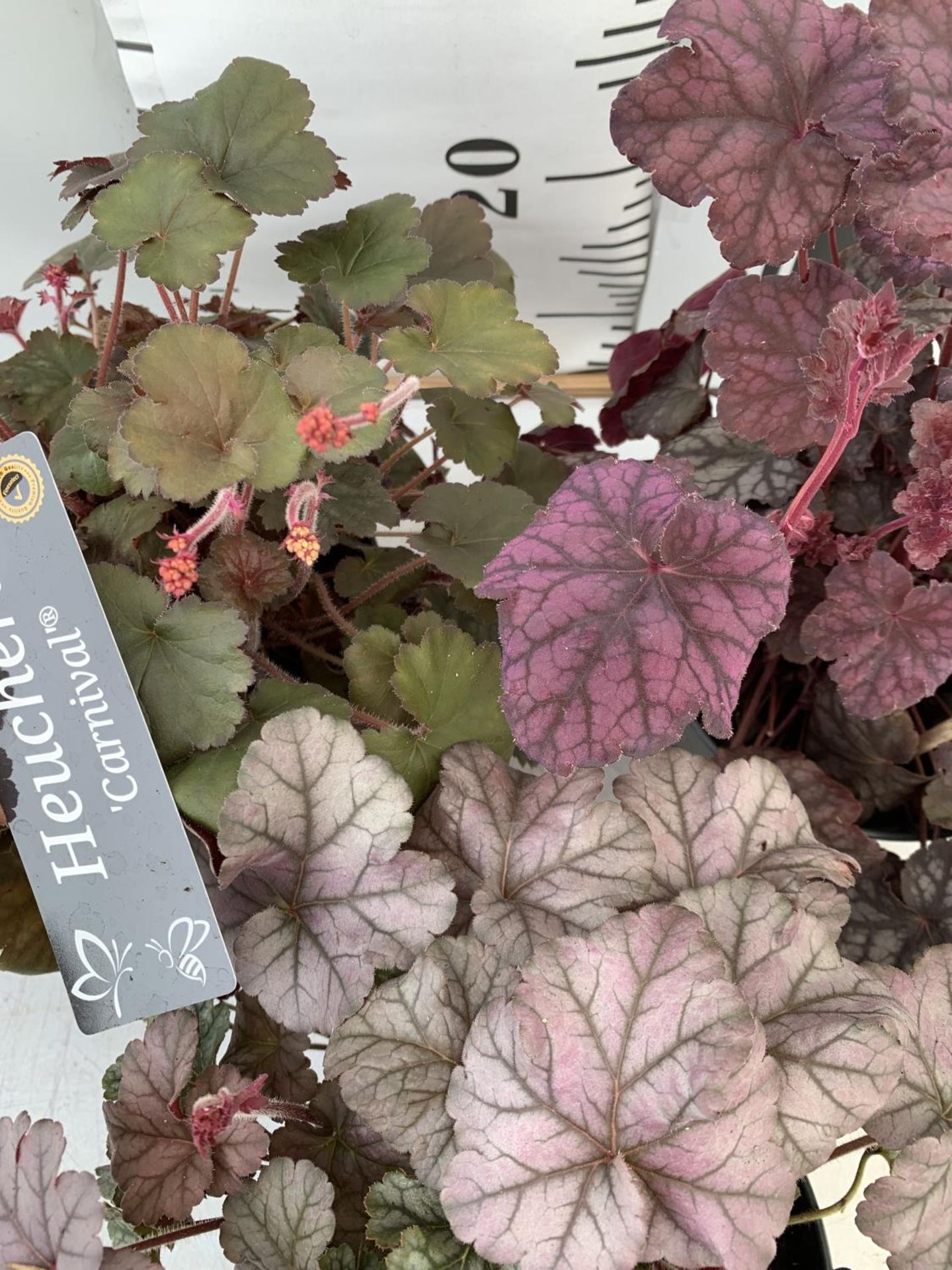 THREE MIXED HEUCHERA 'CARNIVAL' IN 2 LTR POTS PLUS VAT TO BE SOLD FOR THE THREE APPROX 35CM IN - Bild 3 aus 4
