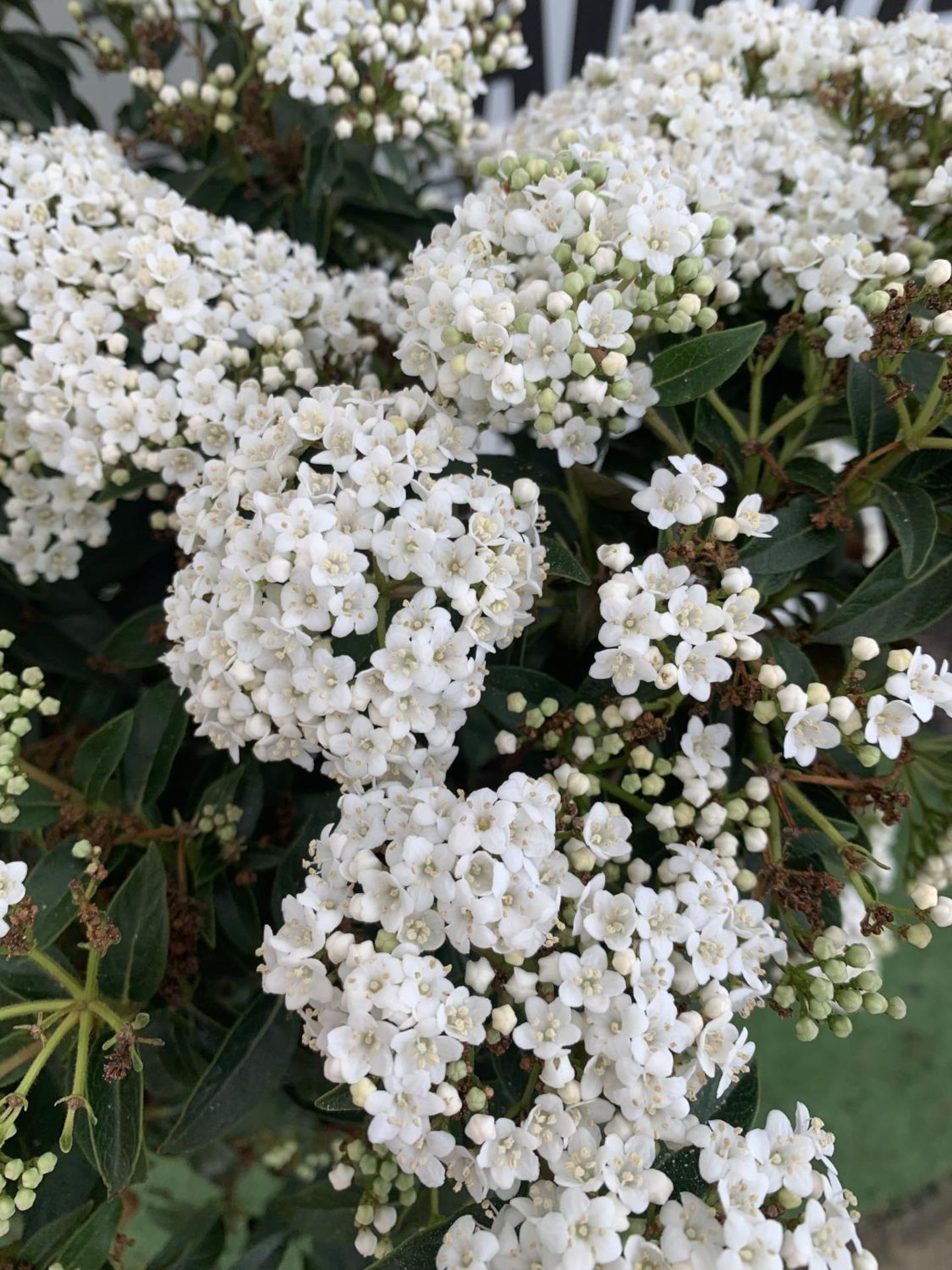 ONE VIBURNUM TINUS STANDARD TREE 'EVE PRICE' APPROX 130CM IN HEIGHT IN A 10 LTR POT PLUS VAT - Image 6 of 6