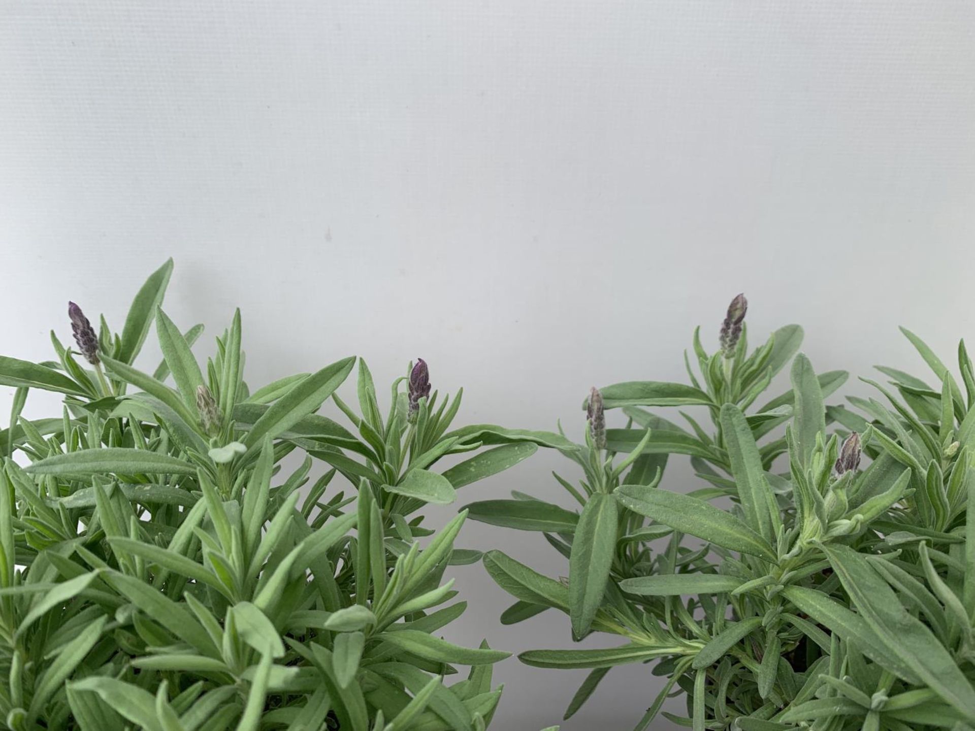 THREE LAVENDER PLANTS IN 2 LTR POTS APPROX 25CM IN HEIGHT PLUS VAT TO BE SOLD FOR THE THREE - Bild 4 aus 6