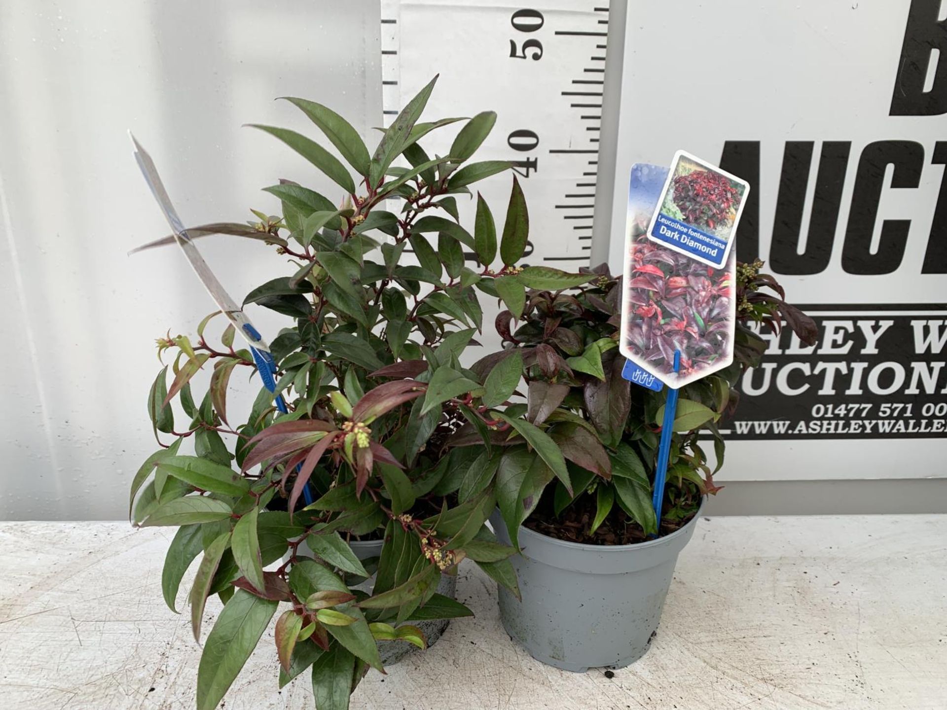 TWO LEUCOTHOE DARK DIAMOND AND ROYAL RUBY IN 2 LTR POTS 35CM TALL PLUS VAT TO BE SOLD FOR THE TWO