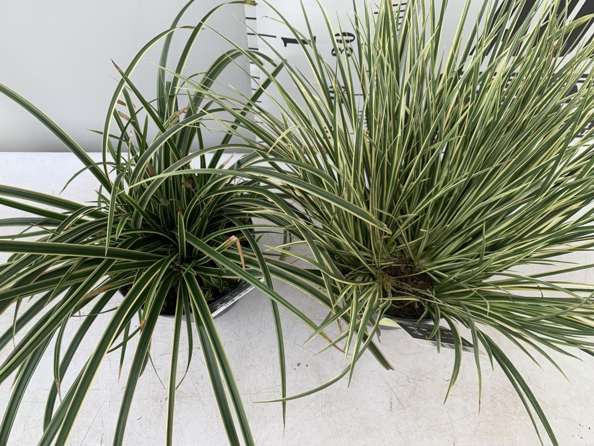 TWO HARDY ORNAMENTAL GRASSES ACORUS GARAMINEUS AND CAREX MORROWII 'ICE DANCE' IN 3 LTR POTS APPROX - Image 2 of 7