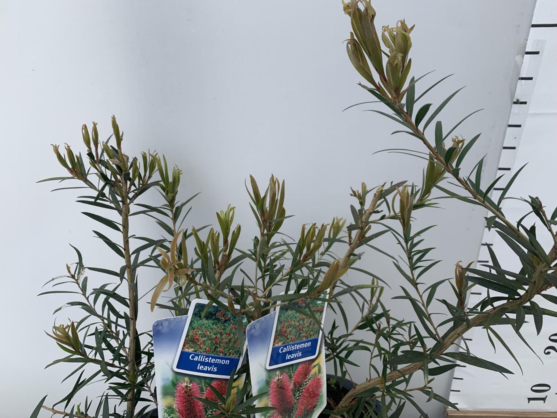 TWO CALLISTEMON LAEVIS IN 2 LTR POTS 50CM IN HEIGHT PLUS VAT TO BE SOLD FOR THE TWO - Bild 4 aus 5