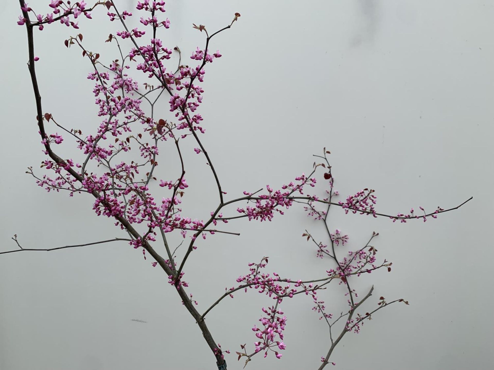 A CERCIS CANADENSIS CANADIAN REDBUD TREE IN PINK FLOWER OVER 2 METRES IN HEIGHT PLUS VAT IN A 7 - Bild 6 aus 8