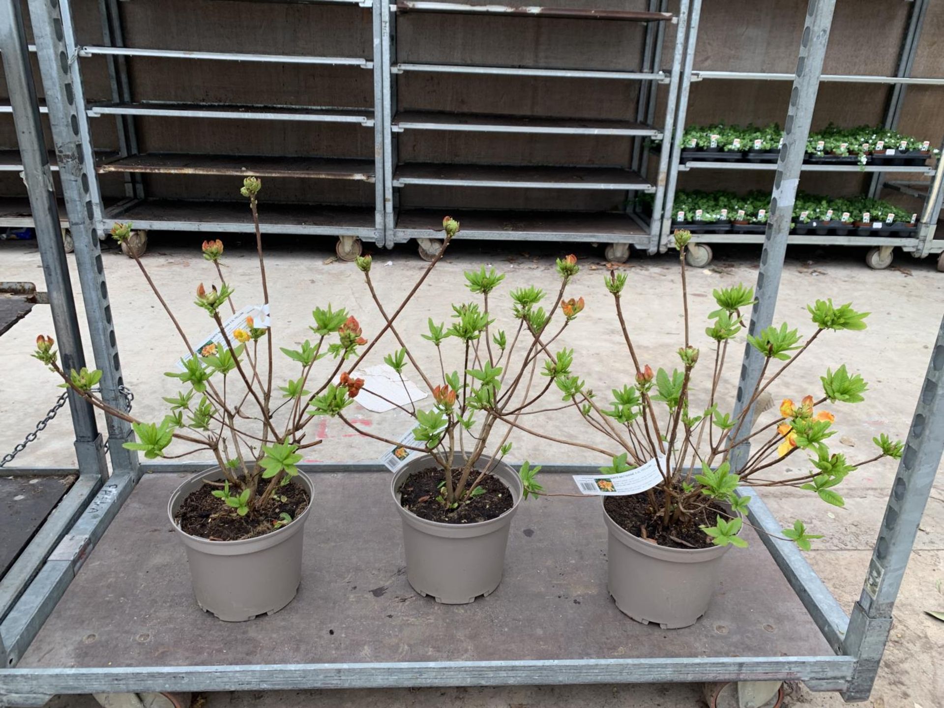 THREE AZALEA SUNTE NECTARINE YELLOW IN 5 LTR POTS HEIGHT 60CM TO BE SOLD FOR THE THREE PLUS VAT - Image 2 of 6