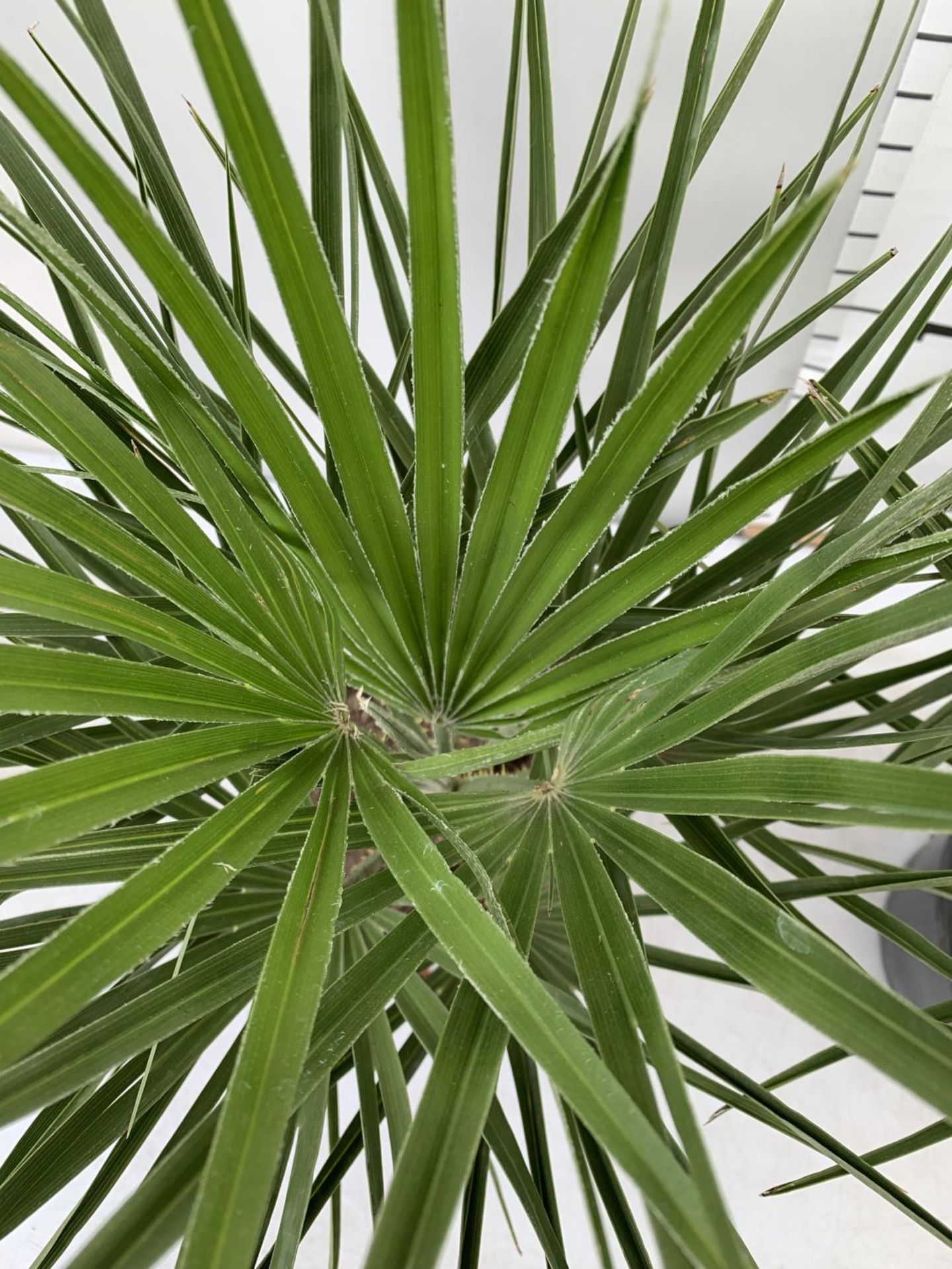 TWO CHAMAEROPS HUMILIS HARDY IN 3 LTR POTS APPROX 70CM IN HEIGHT PLUS VAT TO BE SOLD FOR THE TWO - Bild 4 aus 6