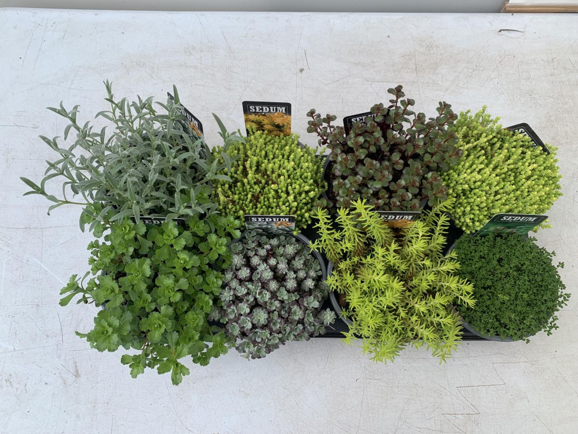 EIGHT VARIOUS EVERGREEN SEDUMS ON A TRAY IN P14 POTS TO BE SOLD FOR THE EIGHT PLUS VAT - Image 2 of 6