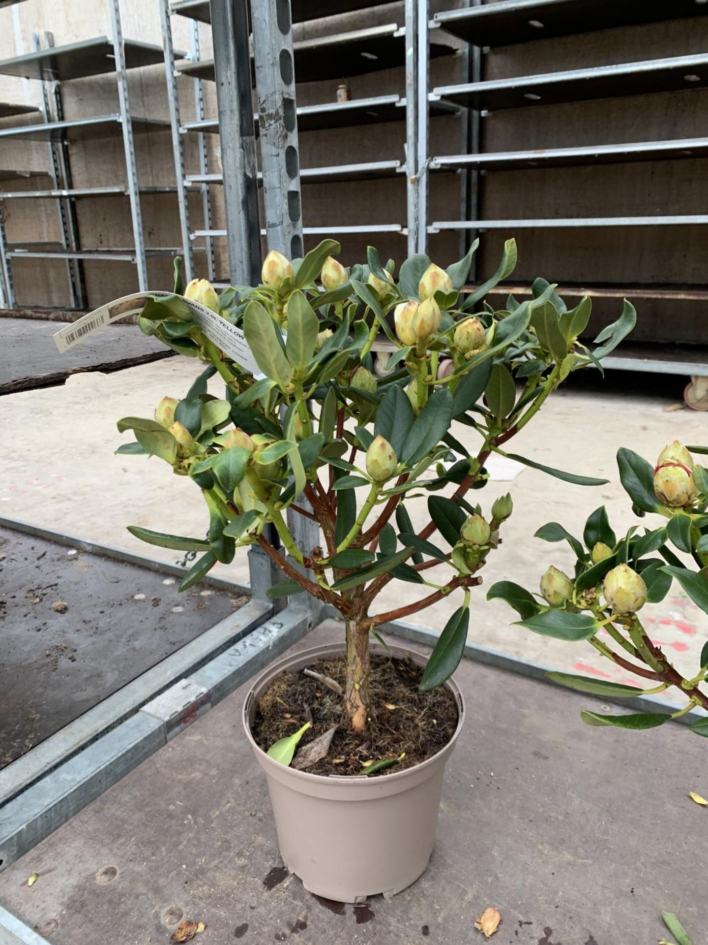 THREE RHODODENDRON NANCY EVANS IN 3 LTR POTS HEIGHT 50CM TO BE SOLD FOR THE THREE PLUS VAT - Image 2 of 6