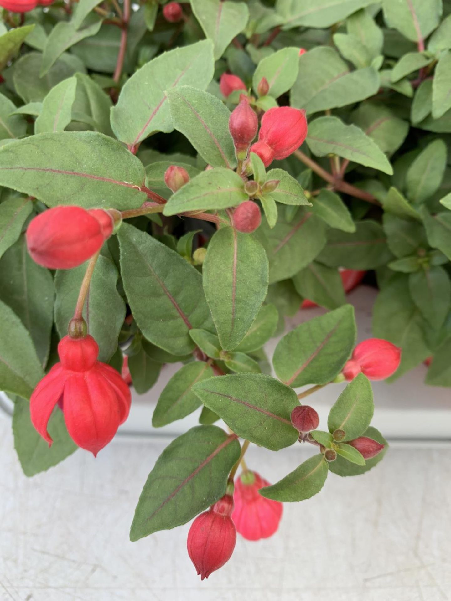 TWELVE FUCHSIA BELLA TRAILING PLANTS ON A TRAY IN P10 POTS PLUS VAT TO BE SOLD FOR THE TWELVE - Image 3 of 5