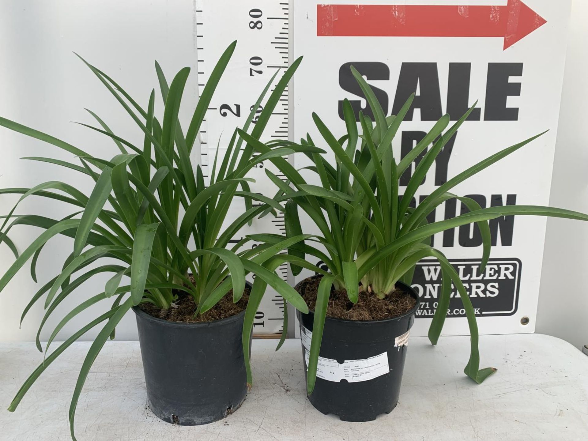 TWO LARGE AGAPANTHUS AFRICANUS IN 7 LTR POTS APPROX 70CM IN HEIGHT PLUS VAT TO BE SOLD FOR THE TWO