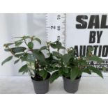 TWO VIBURNUM 'DAVIDII' IN 2LTR POTS APPROX 40CM IN HEIGHT TO BE SOLD FOR THE TWO PLUS VAT