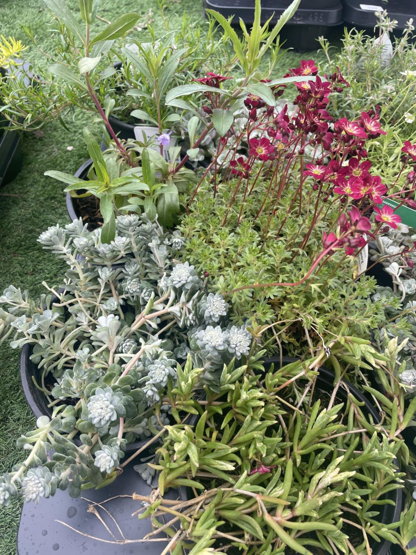 TWELVE MIXED PERENNIALS TO INCLUDE SAXIFRAGE, PENSTEMON, SEDUM, PHLOX ETC TO BE SOLD FOR THE - Image 2 of 4