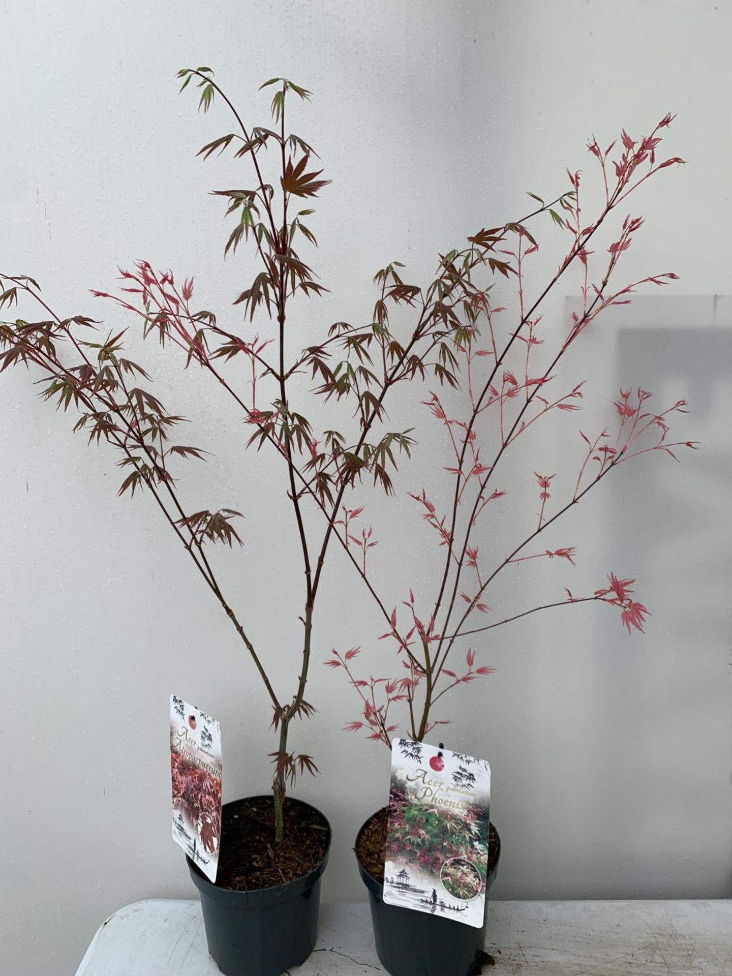 TWO ACER PALMATUMS 'PHOENIX' AND 'ATROPURPUREUM' OVER 110CM IN HEIGHT IN 3 LTR POTS PLUS VAT TO BE - Image 3 of 9