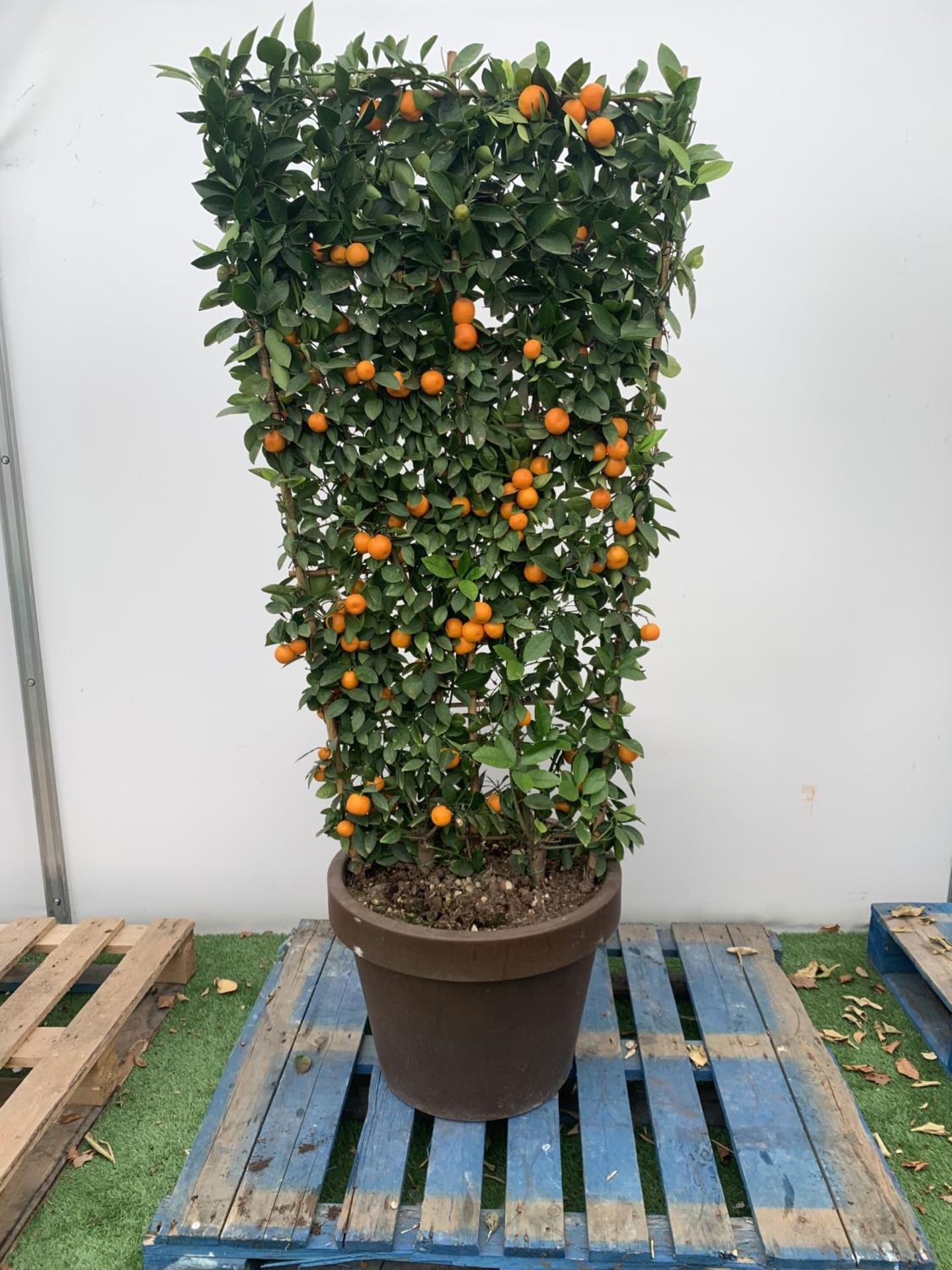 A LARGE CITRUS CALAMONDIN ORANGE TREE WITH FRUIT ON A TRELLIS FRAME 170CM TALL IN A 40 LITRE POT - Image 3 of 8