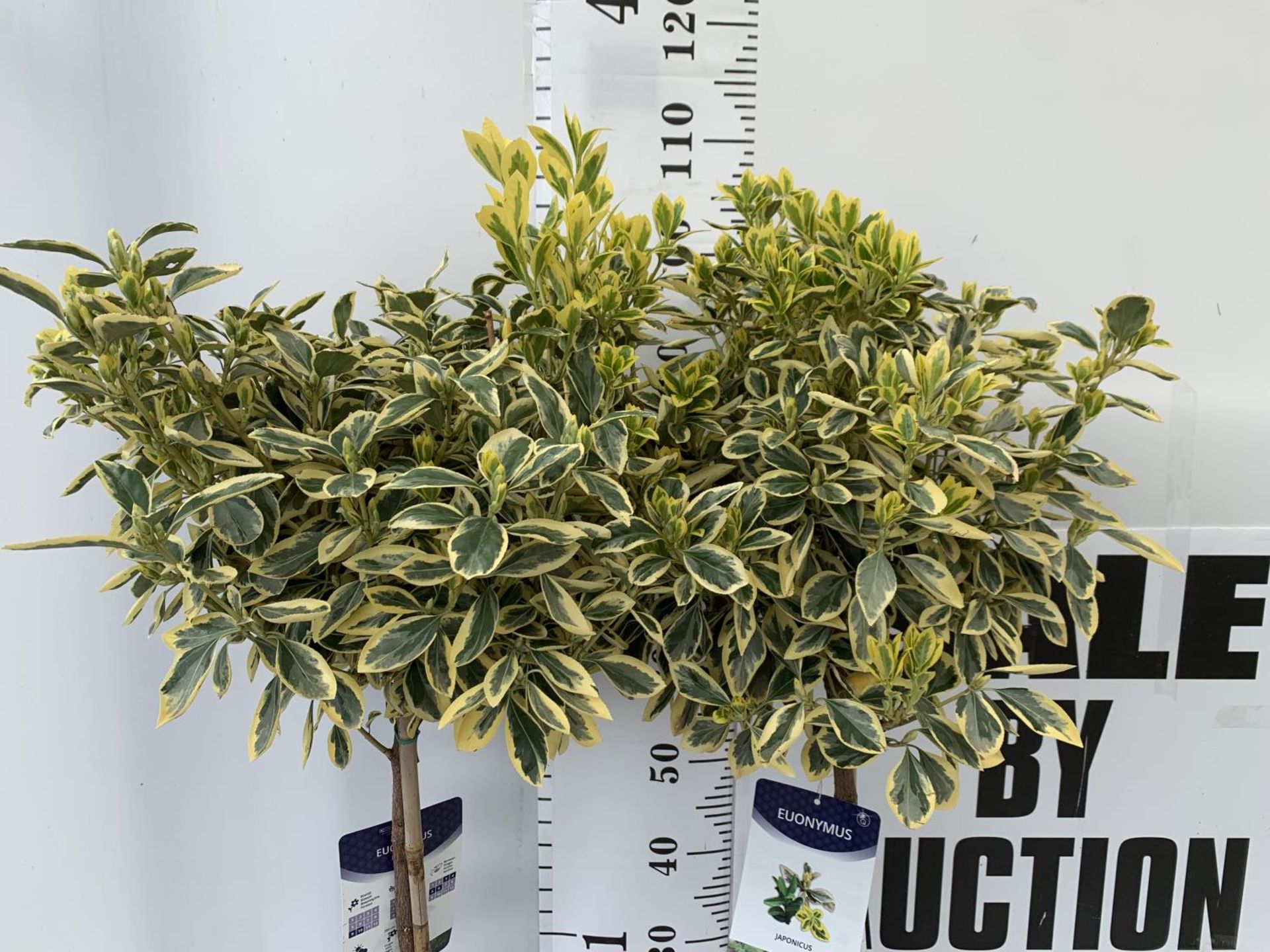 TWO LARGE EUONYMUS JAPONICUS STANDARD TREES APPROX 110CM IN HEIGHT IN 5LTR POTS PLUS VAT TO BE - Image 2 of 4