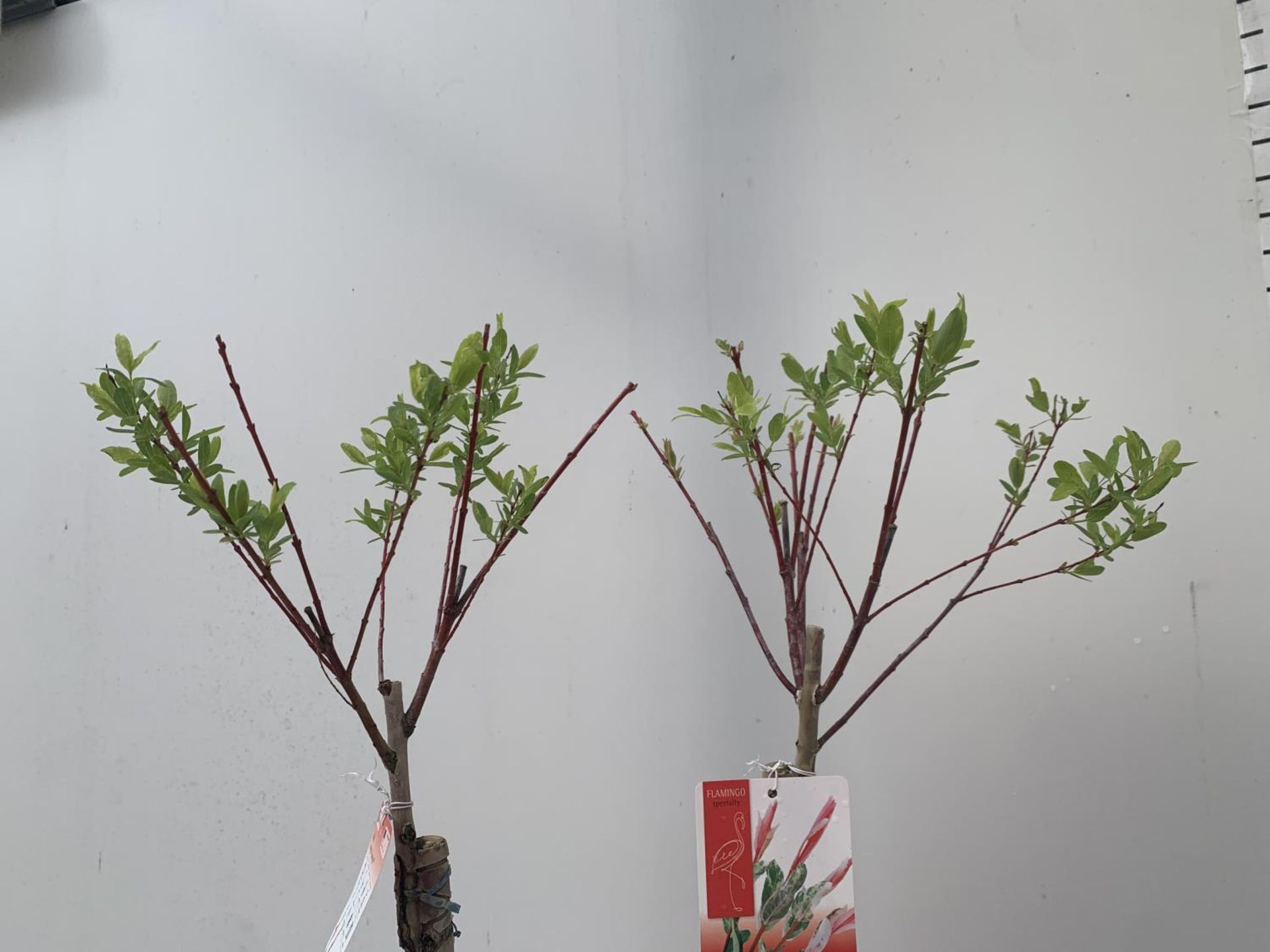 TWO STANDARD SALIX INTEGRA 'FLAMINGO' OVER 110CM IN HEIGHT IN 3 LTR POTS PLUS VAT TO BE SOLD FOR THE - Image 2 of 4