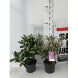 TWO RHODODENDRON CUNNINGHAM'S WHITE AND PONTICUM VARIGATUM IN 5 LTR POTS 70CM TALL PLUS VAT TO BE