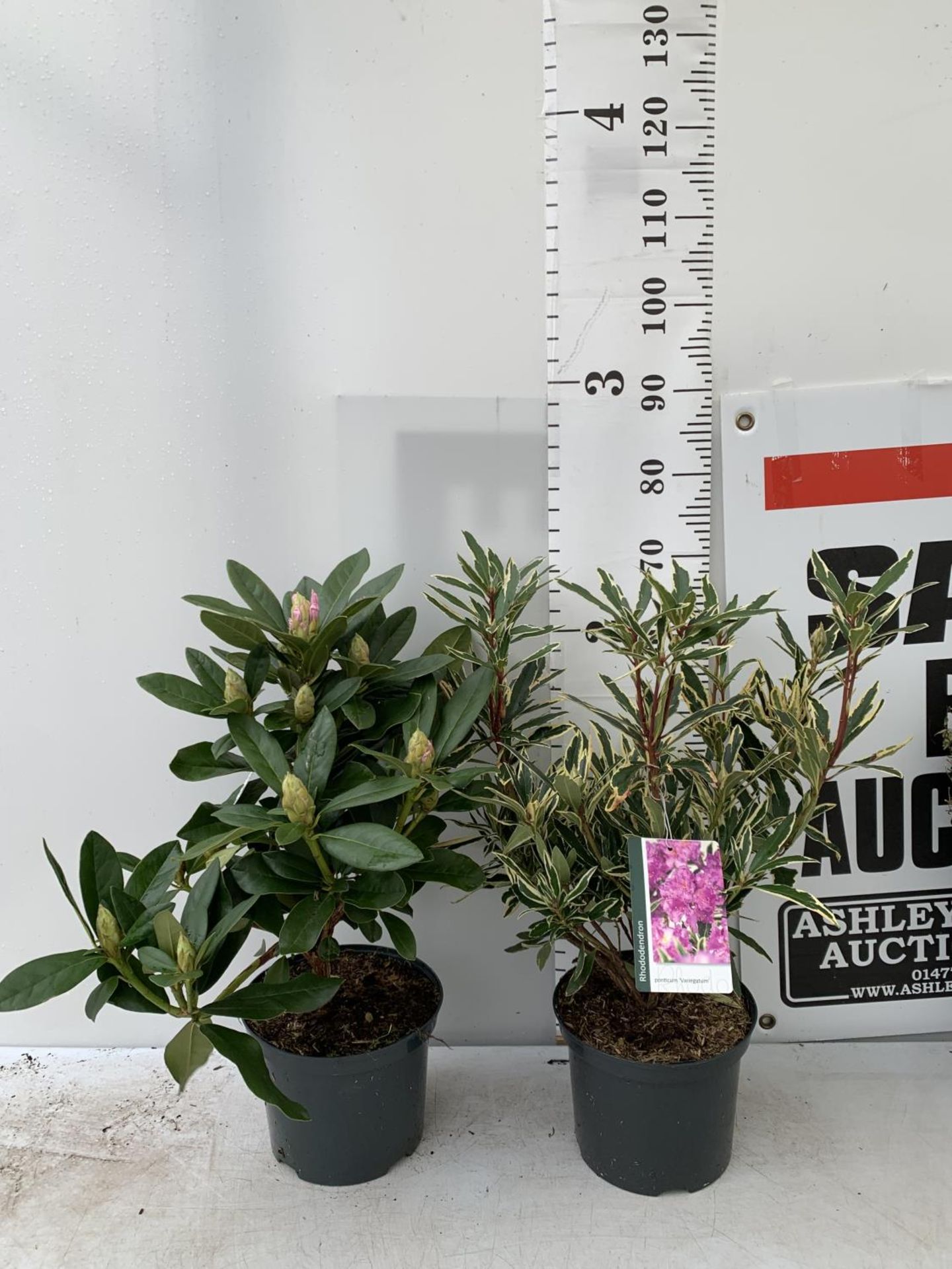 TWO RHODODENDRON CUNNINGHAM'S WHITE AND PONTICUM VARIGATUM IN 5 LTR POTS 70CM TALL PLUS VAT TO BE