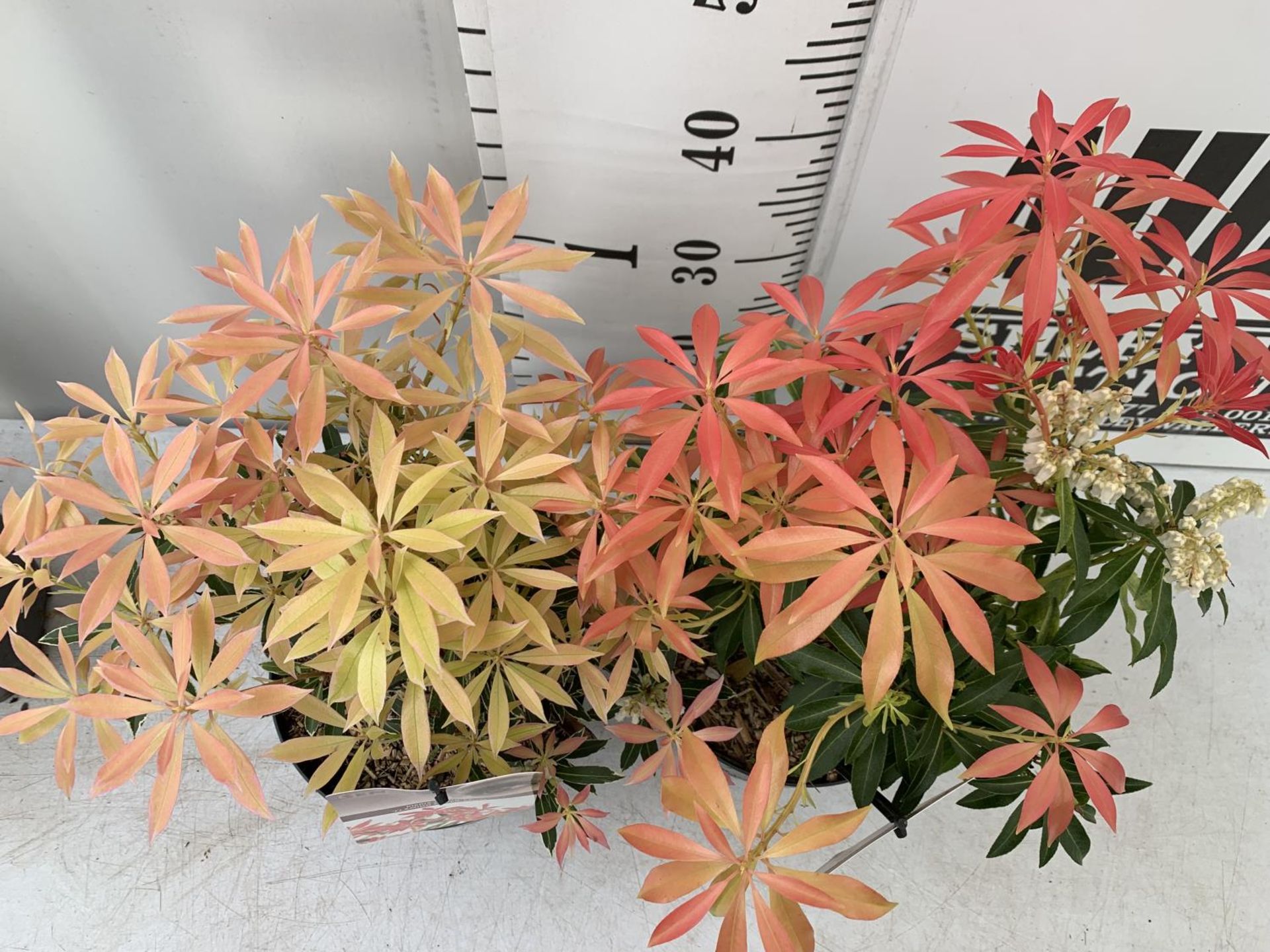 TWO PIERIS JAPONICA 'FLAMING SILVER' AND 'FOREST FLAME' IN 3 LTR POTS 45CM TALL PLUS VAT TO BE - Bild 2 aus 6