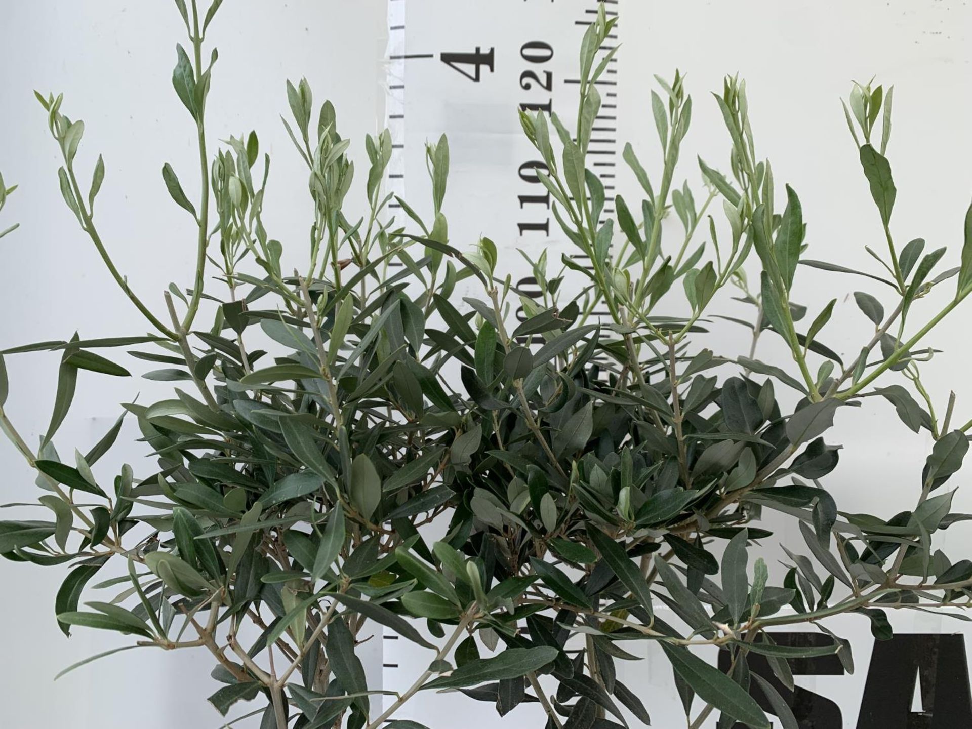 TWO OLIVE EUROPEA STANDARD TREES APPROX 120CM IN HEIGHT IN 3LTR POTS NO VAT TO BE SOLD FOR THE TWO - Image 2 of 4