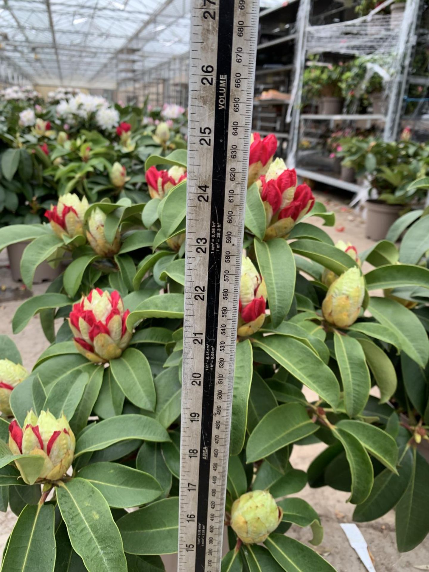 TWO RHODODENDRON XXL PINK/WHITE IN 7.5 LTR POTS HEIGHT 60-70CM TO BE SOLD FOR THE TWO PLUS VAT - Image 4 of 4