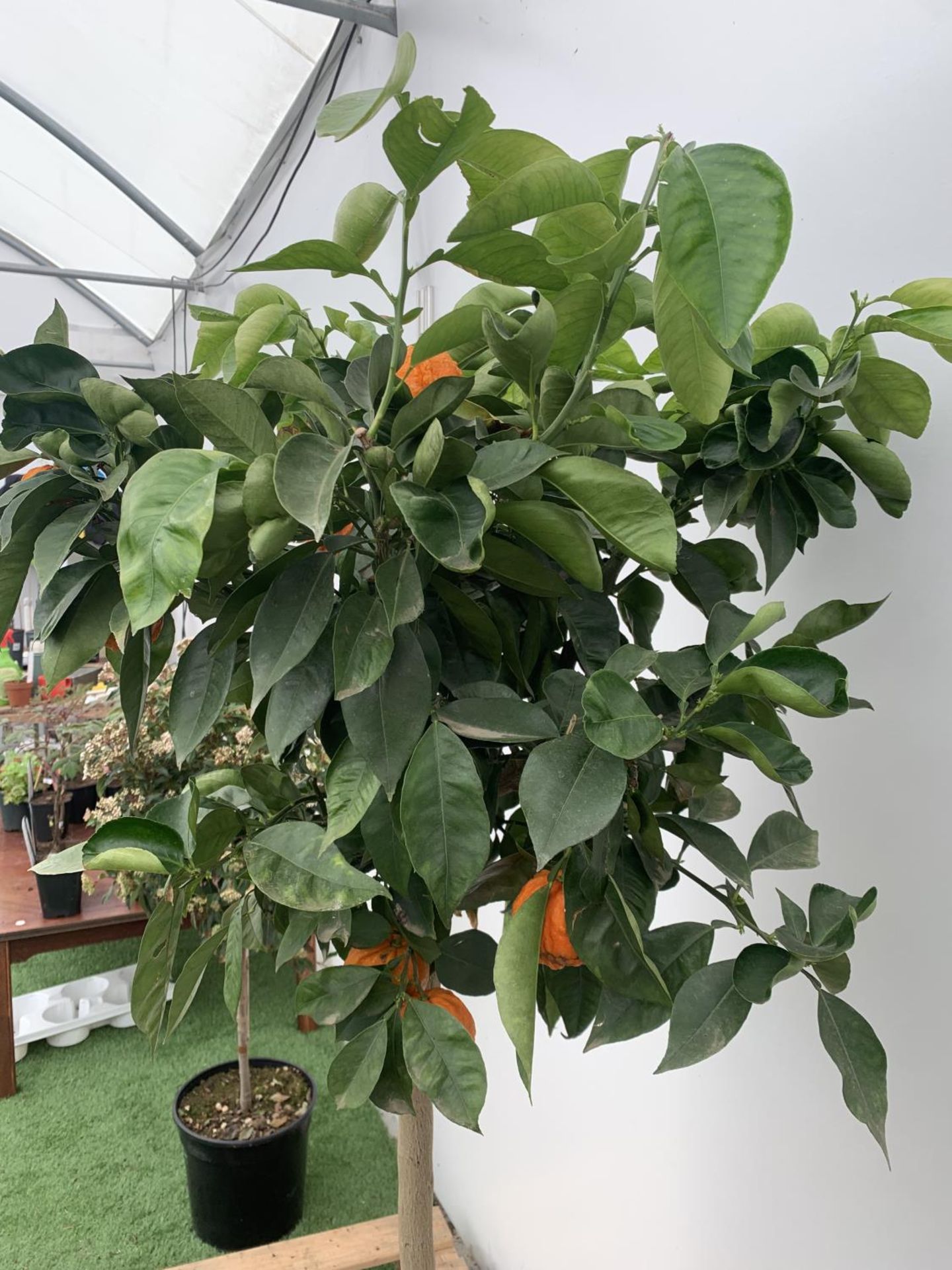 ONE ARANCIO CORRUGATO RARE CITRUS ORANGE FRUIT TREE WITH FRUIT APPROX 150CM IN HEIGHT IN A 25LTR POT - Image 7 of 9