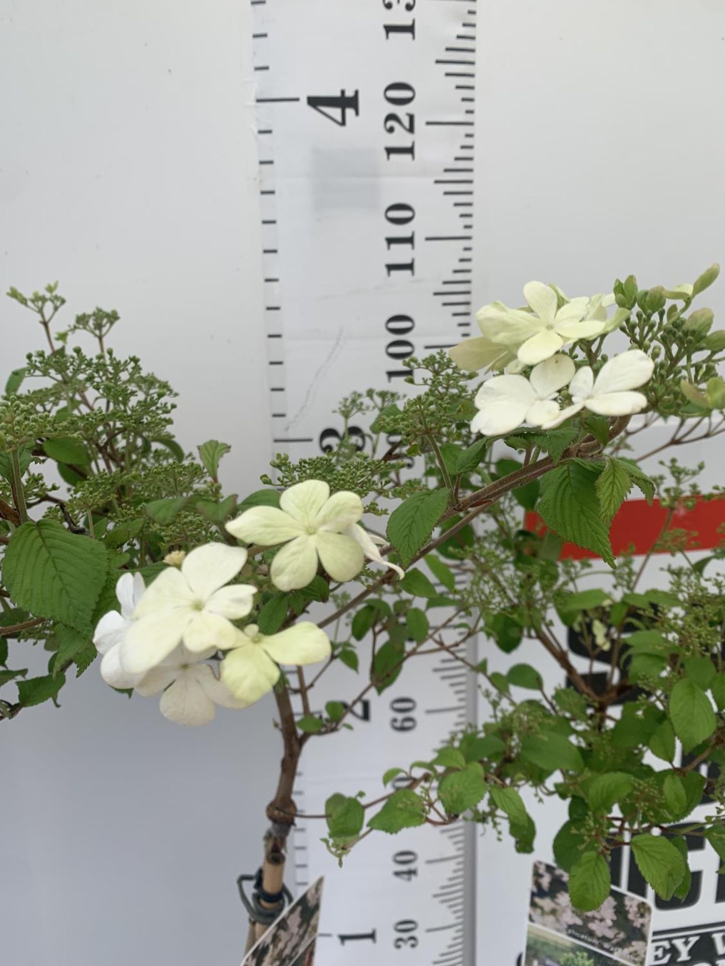 TWO STANDARD VIBURNUM PLICATUM 'WATANABE' APPROX 110CM IN HEIGHT IN 3 LTR POTS PLUS VAT TO BE SOLD - Image 3 of 5