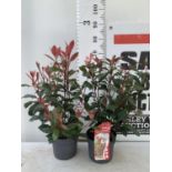 TWO PHOTINIA 'CARRE ROUGE' IN 3 LTR POTS APPROX 75CM IN HEIGHT PLUS VAT TO BE SOLD FOR THE TWO
