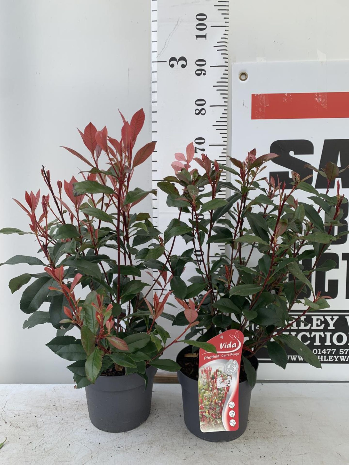 TWO PHOTINIA 'CARRE ROUGE' IN 3 LTR POTS APPROX 75CM IN HEIGHT PLUS VAT TO BE SOLD FOR THE TWO